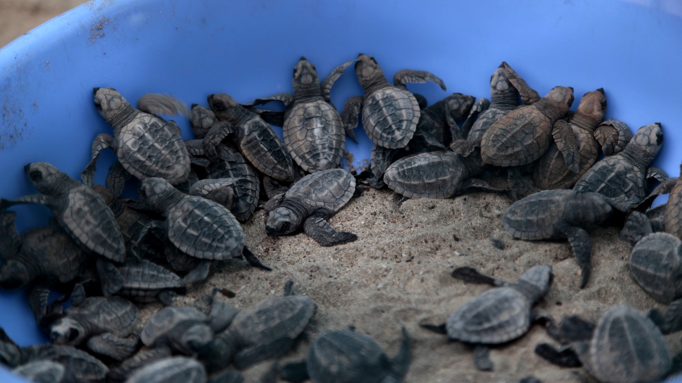 Turtles in India Making a Comeback : State of the World from NPR : NPR