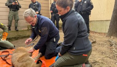Mountain lion roams San Francisco streets before being captured