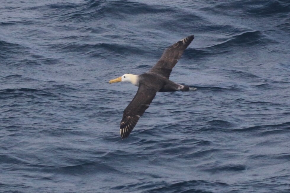 Meet the Galapagos seabird that wandered 3,000 miles to California