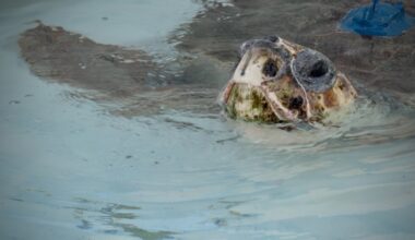 Sea turtle with 3 flippers swims free after rehab, tracked by satellite