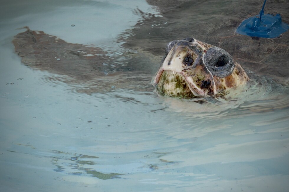 Sea turtle with 3 flippers swims free after rehab, tracked by satellite