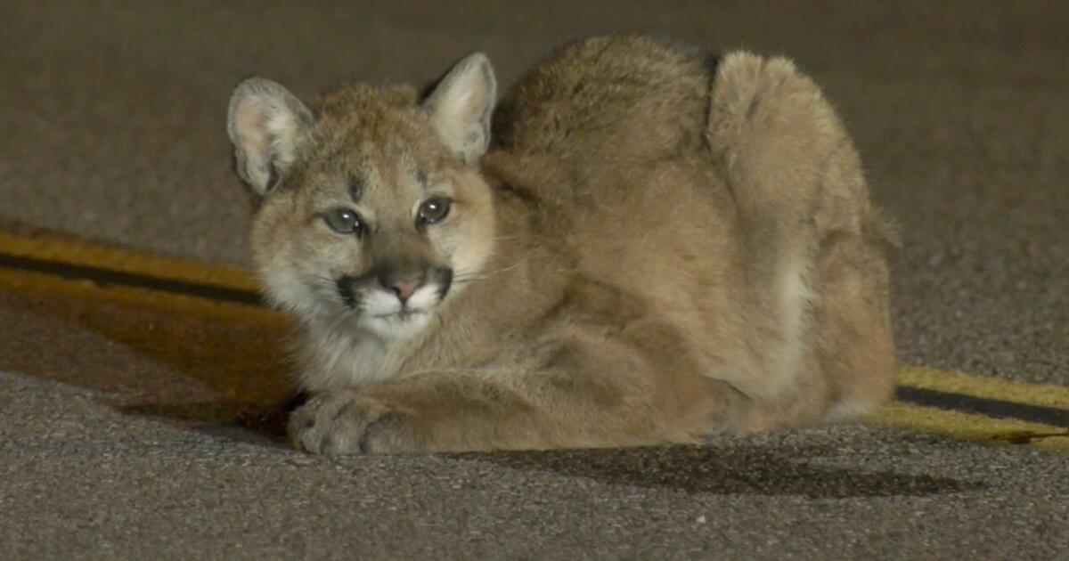 Baby mountain lion found with 'concerning' injuries in middle of L.A. County roadway