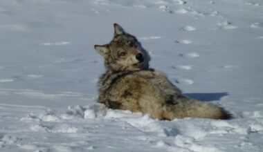 Reward for illegally killed wolf increased to $31k • Daily Montanan