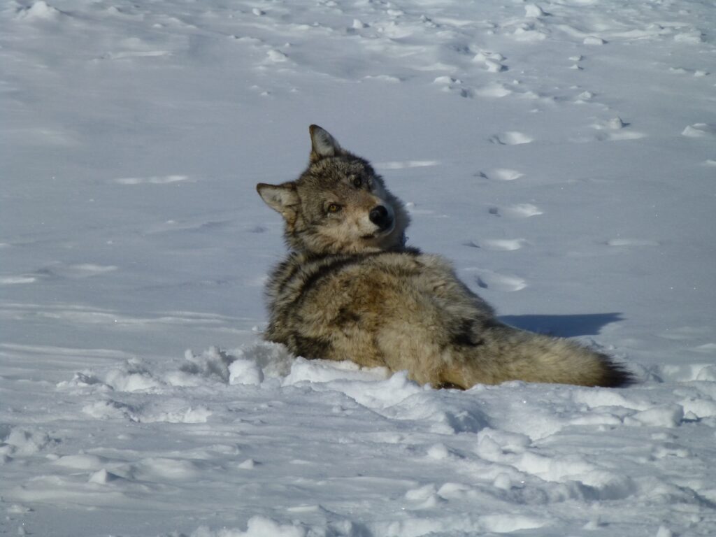 Reward for illegally killed wolf increased to $31k • Daily Montanan
