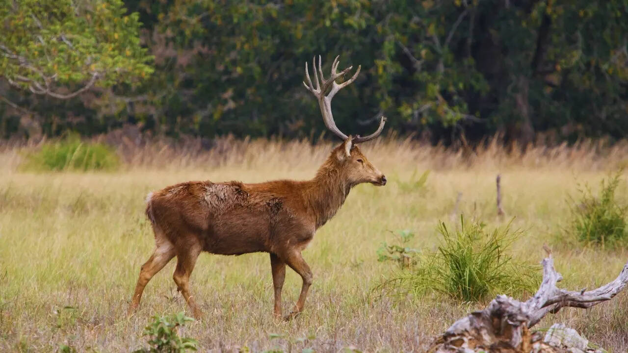 Uttar Pradesh - Barasingha or Swamp deer