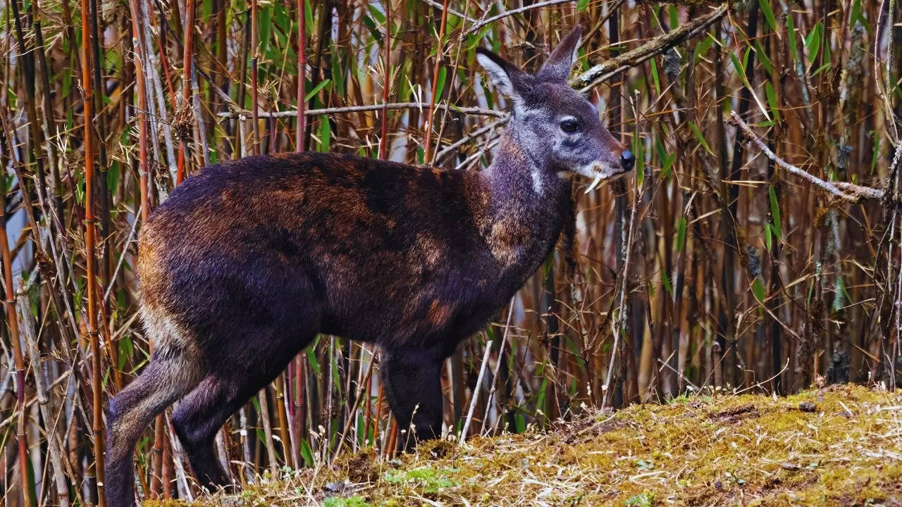 Uttarakhand - Alpine musk deer