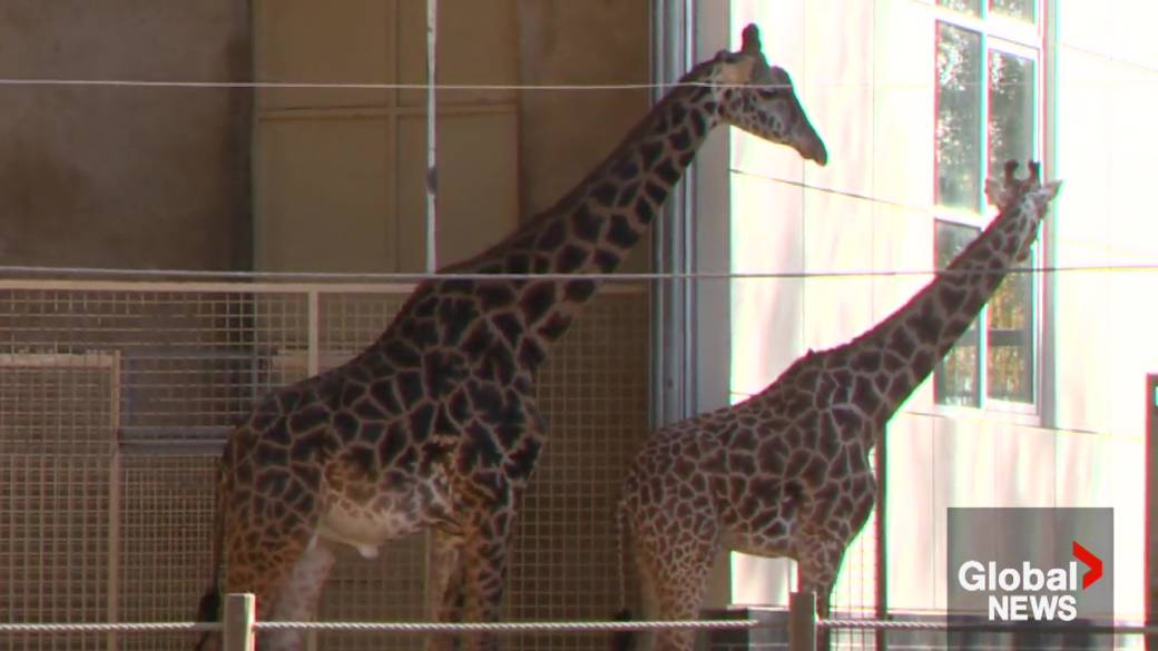 Click to play video: 'Giraffe’s death at the Calgary Zoo a ‘tragic accident’'