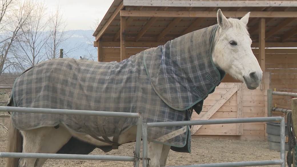Click to play video: 'Vernon RCMP investigating criminal offence inside animal pen on rural property'
