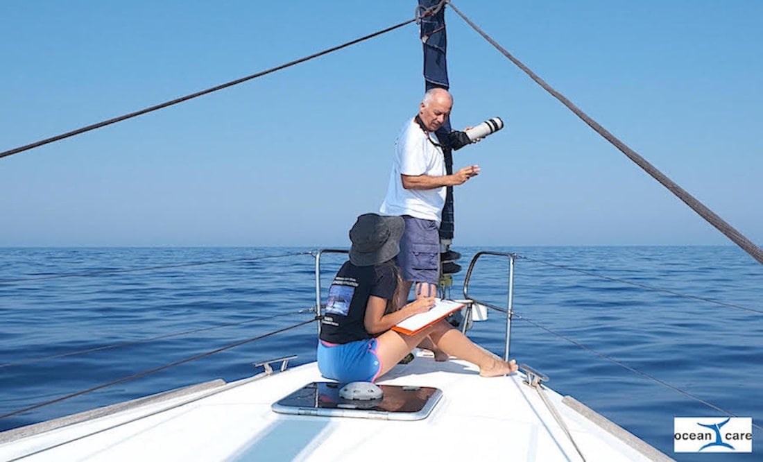 Save Whales Greek Seas