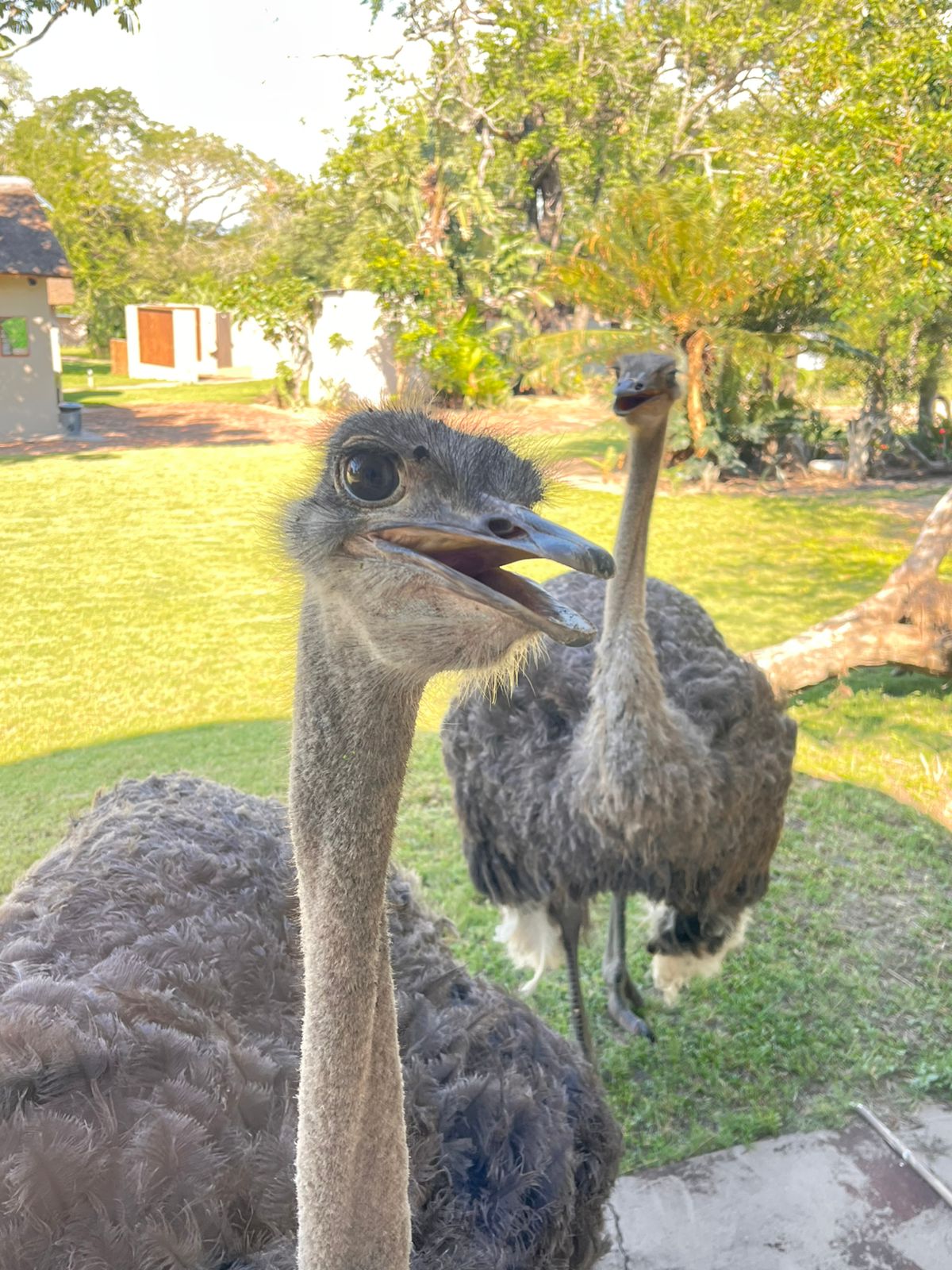 Only in South Africa!!! An Ostrich Goes for a Swim at a Safari Lodge!