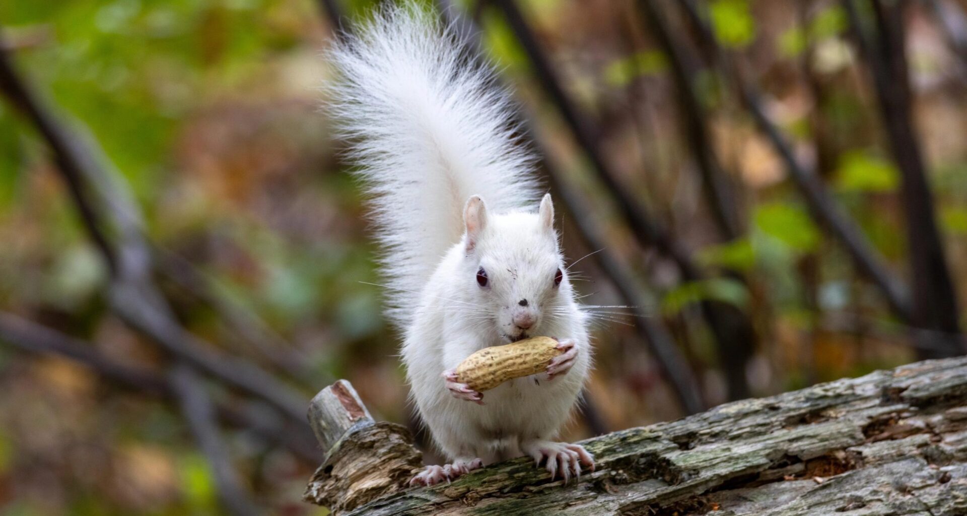 White squirrel, lovingly named 'Milk,' is turning heads in Halifax