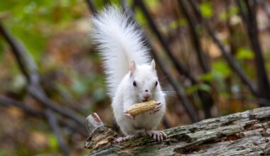 White squirrel, lovingly named 'Milk,' is turning heads in Halifax
