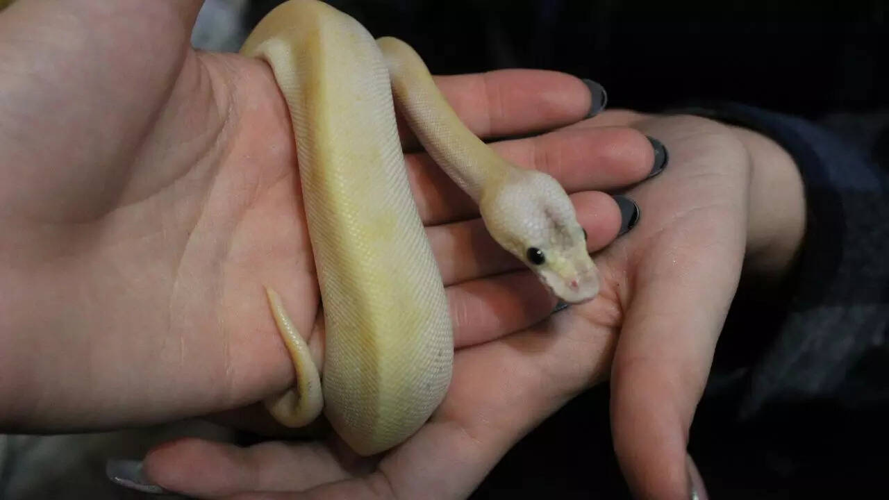 Why does routine shape whether snakes feel attached to their owner