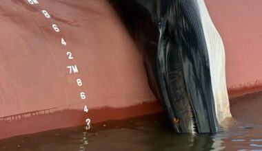 Dead whale found on bow of ship in New Jersey sparks investigation