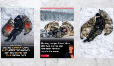 Was missing camper kept alive by two wolves? We inspected unlikely claim