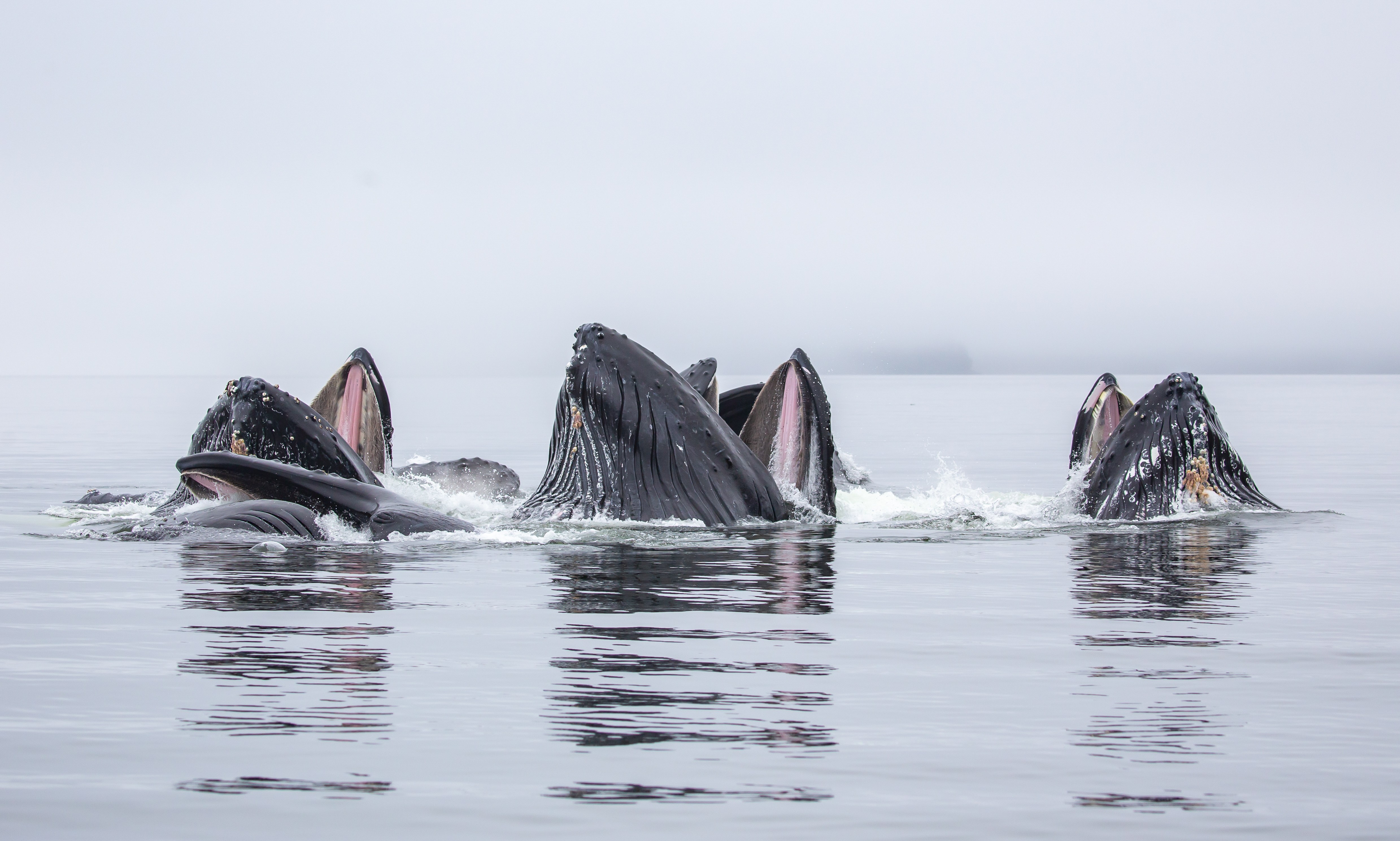 Several humpback whales surfacing with their mouths open during bubble-net feeding.