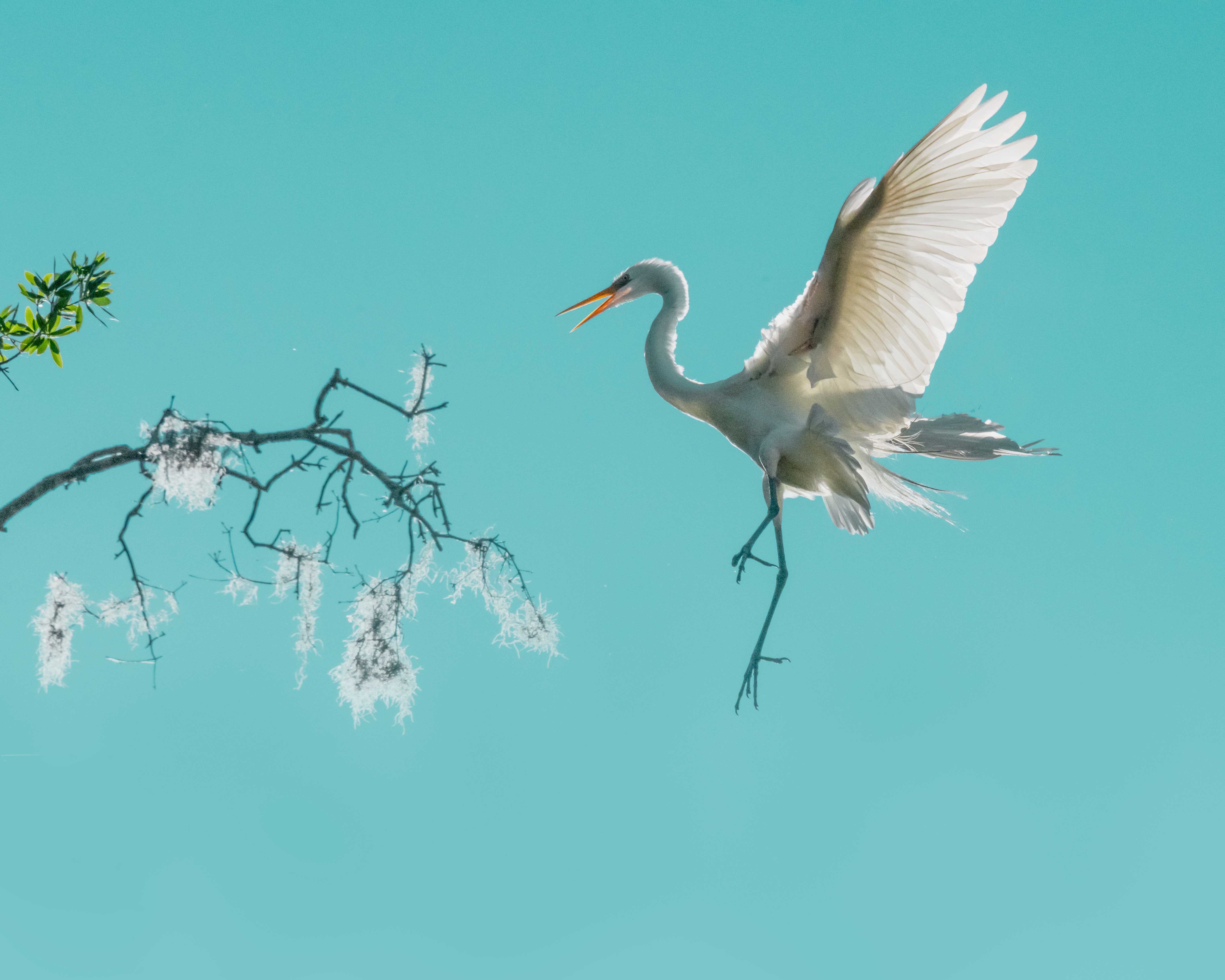 A white great egret in flight, backlit against a clear blue sky, with its wings spread wide and mouth open.