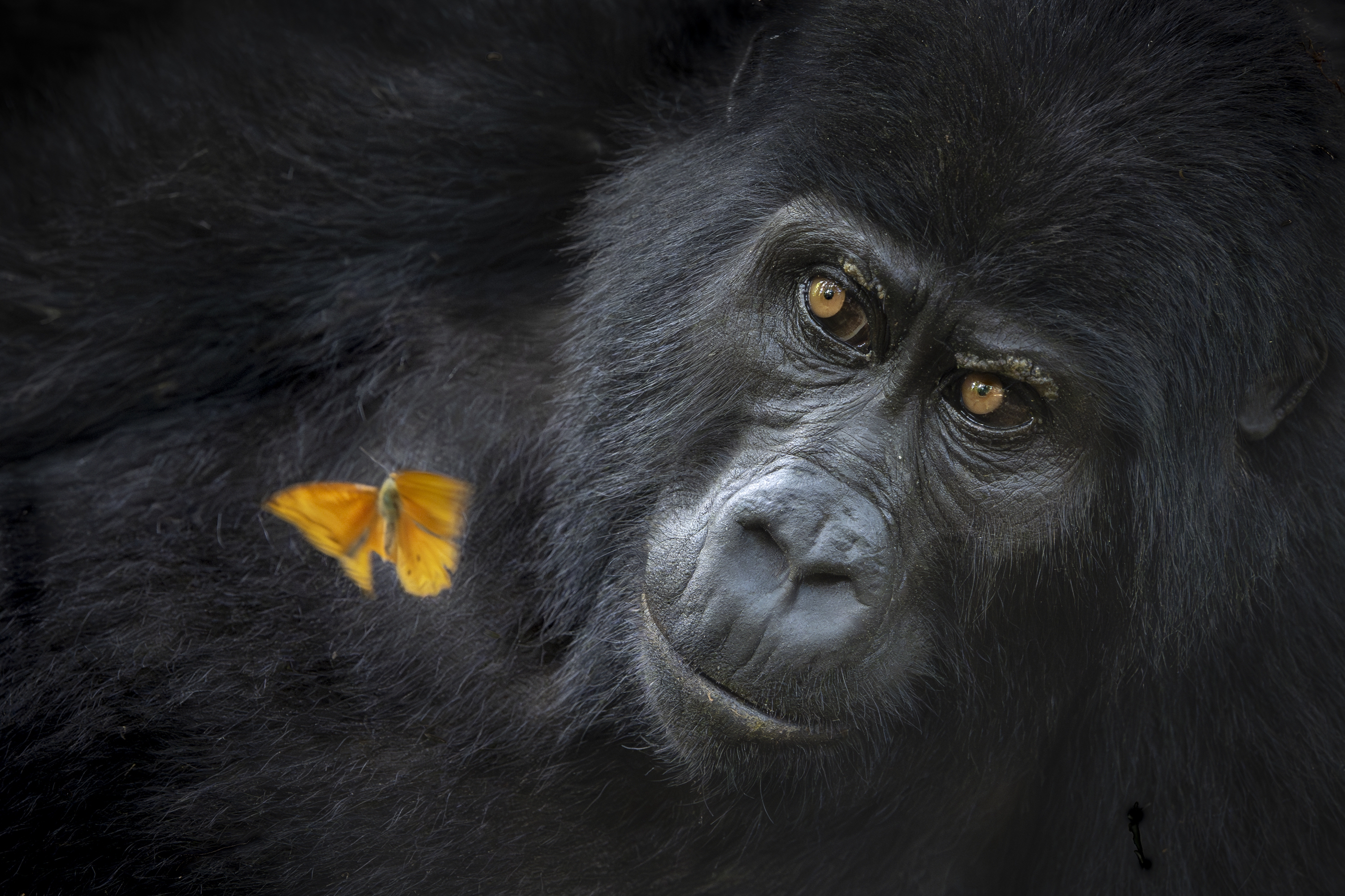 A golden butterfly on the shoulder of a young gorilla.