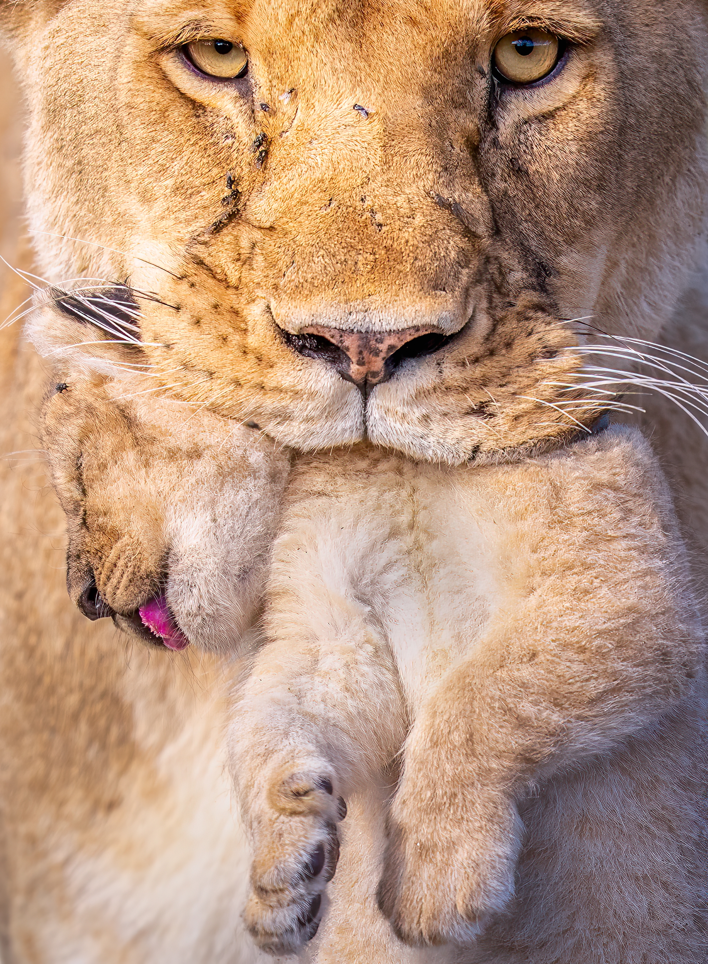 A close-up of a lioness holding a cub in her mouth, carrying it by the scruff of its neck.