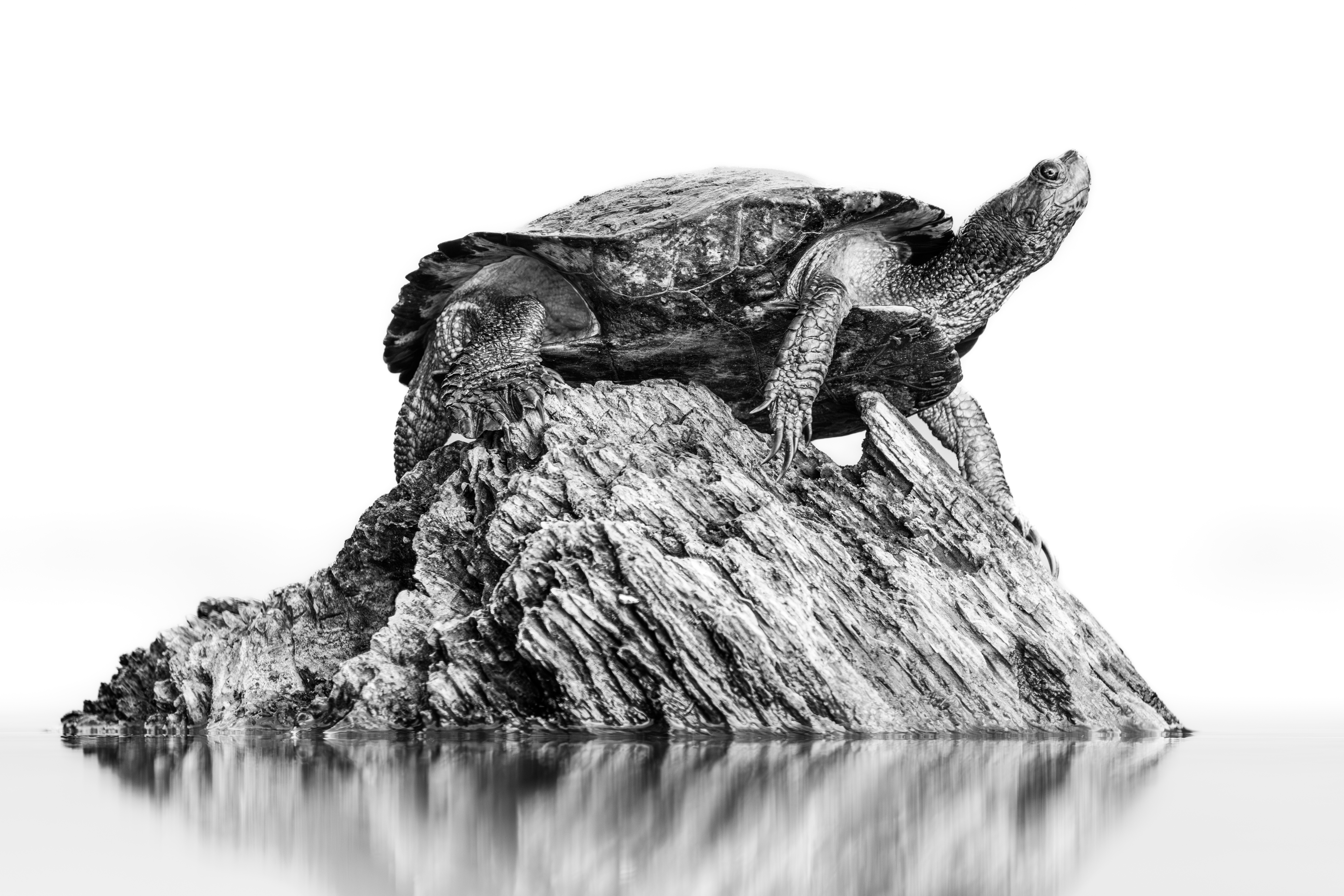 A black and white photograph of an adult pond slider turtle sunbathing on a stump in the water.
