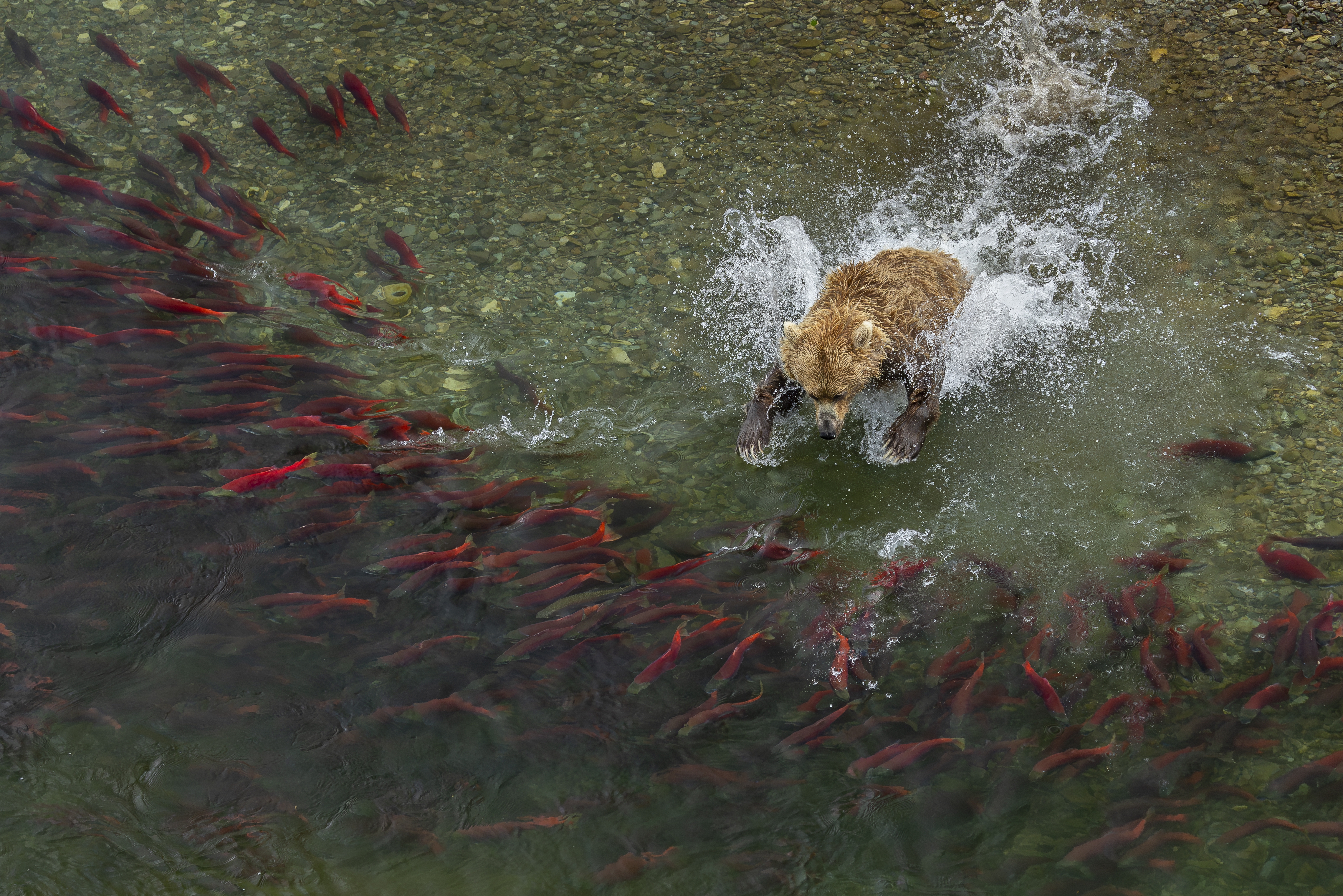A brown bear dives into a river filled with red sockeye salmon.