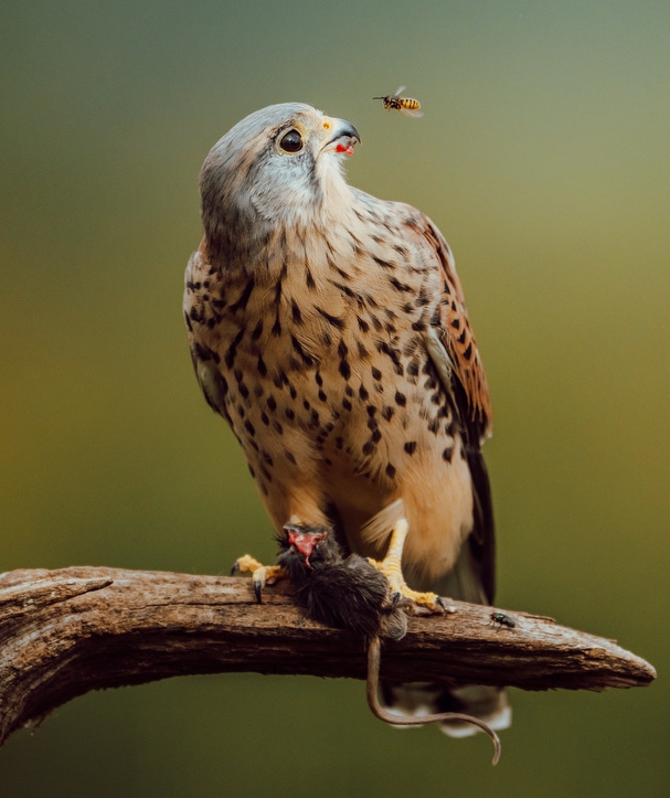 Buzz off, Im eating: Kestrels lunch gatecrashed by bold wasp