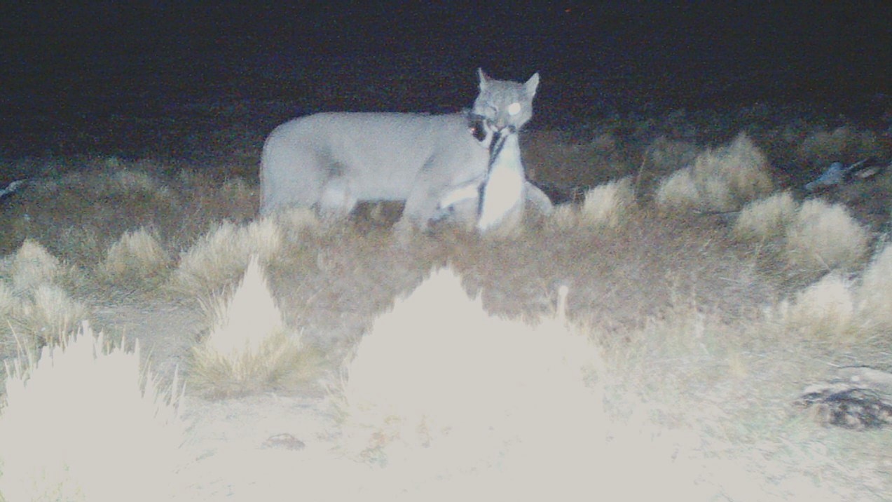 Trap camera image showing a puma carrying a penguin in its mouth at night.