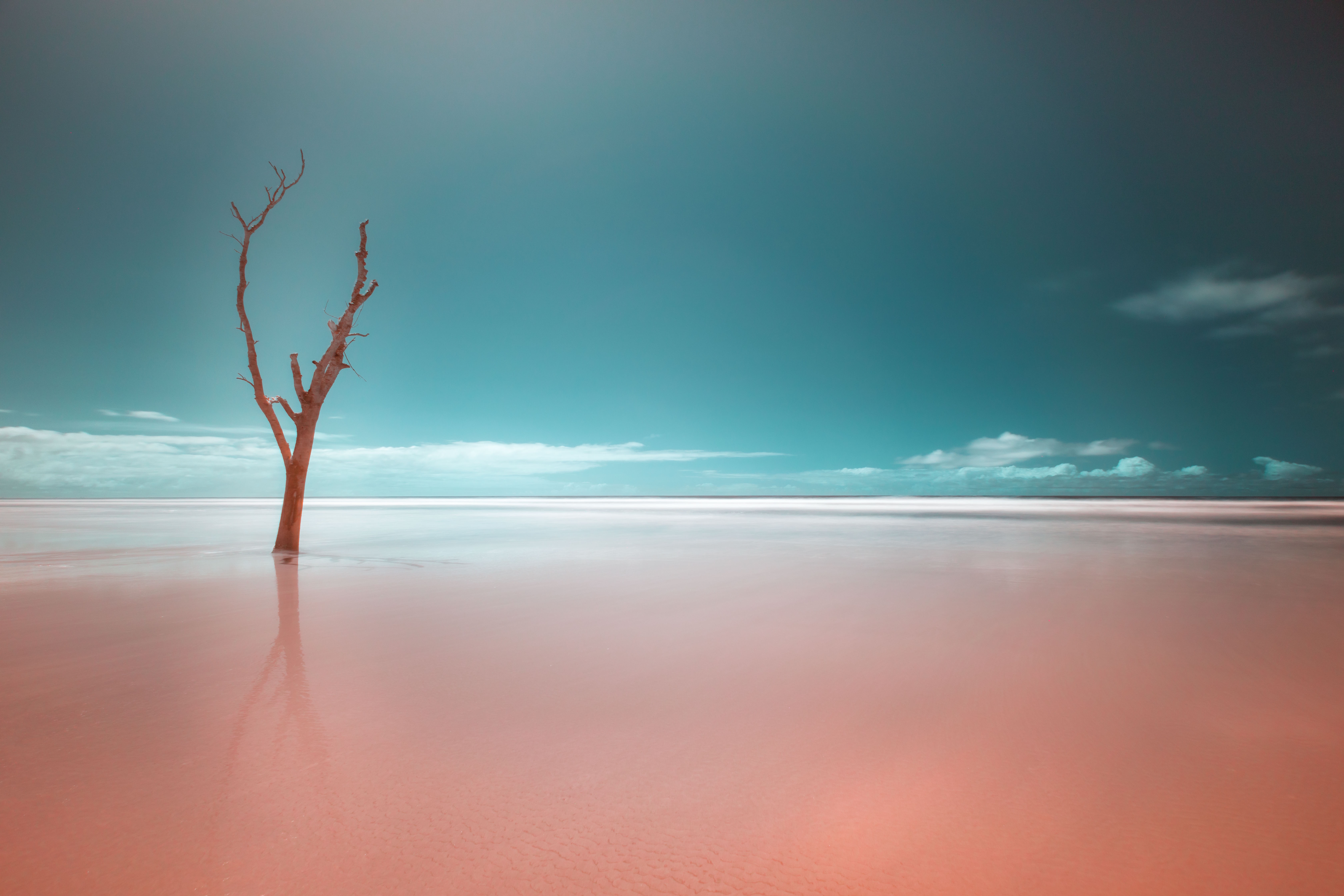 A bare, dead tree stands in calm, knee-deep pink water under a turquoise sky with a distant horizon line.