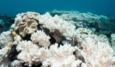 Three-year heatwave bleached 51% of planet's coral reef