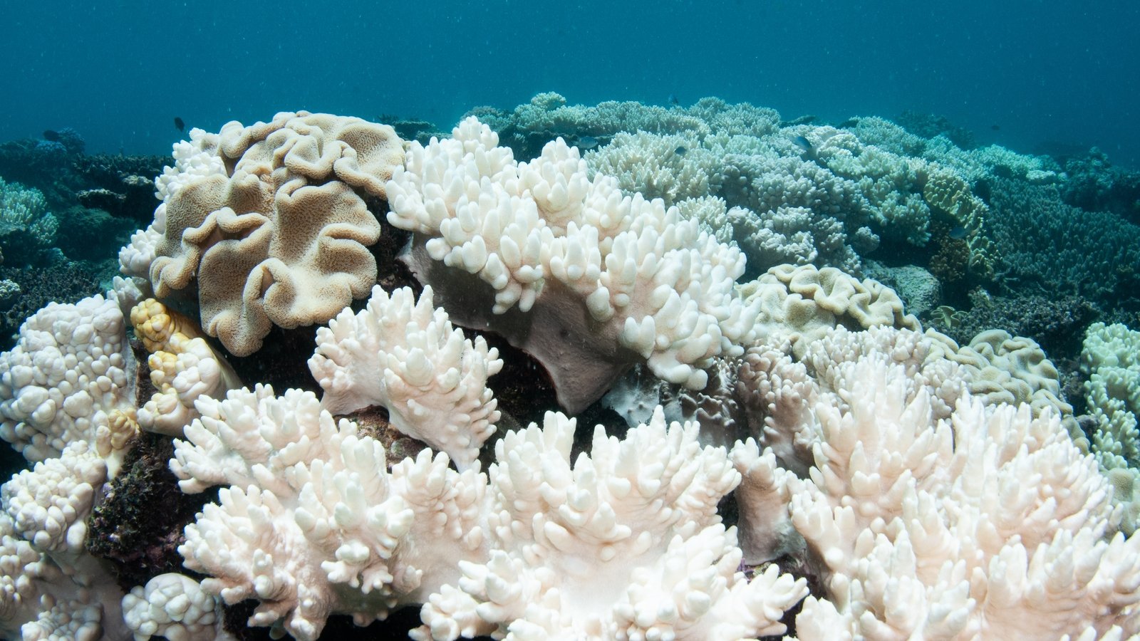 Three-year heatwave bleached 51% of planet's coral reef