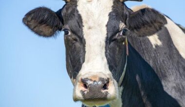 Farming auction to support cancer centre appeal