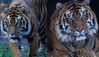 Toronto Zoo euthanizes 17-year-old Sumatran tiger