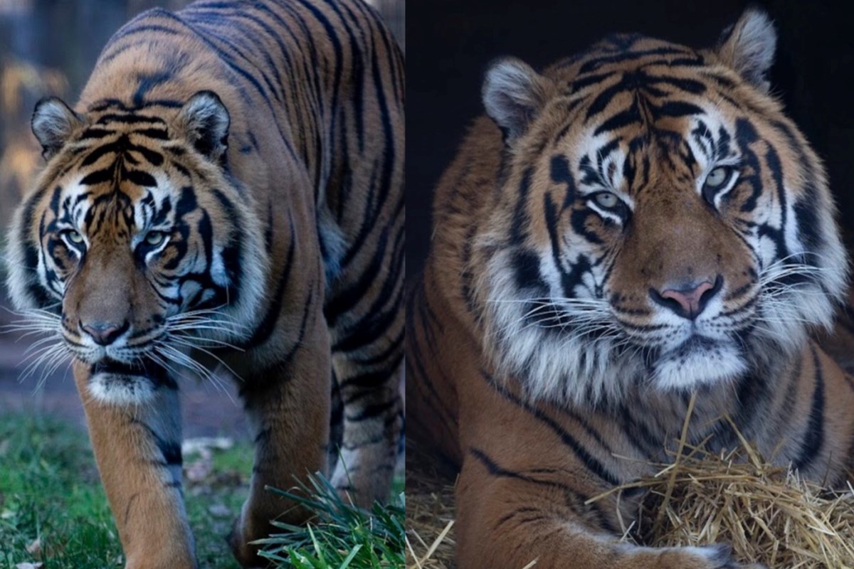 Toronto Zoo euthanizes 17-year-old Sumatran tiger