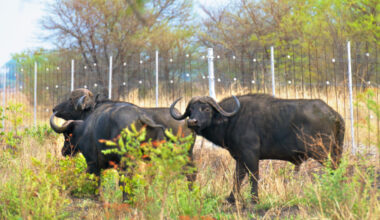 Removing southern African fences may help wildlife, boost economy