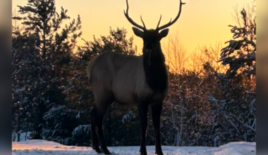 Cross-country skier describes ‘magical’ elk sighting at park