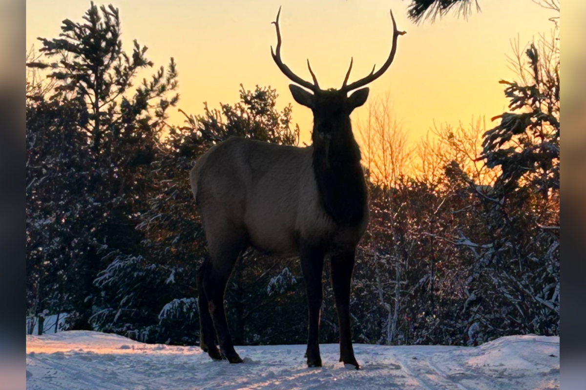 Cross-country skier describes ‘magical’ elk sighting at park
