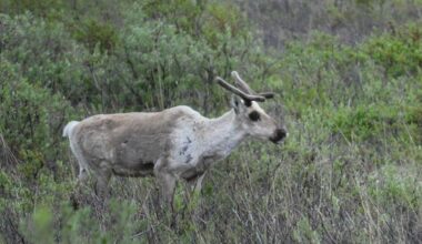 Caribou found eating own body part to survive after epic Arctic migration: ‘My jaw dropped’