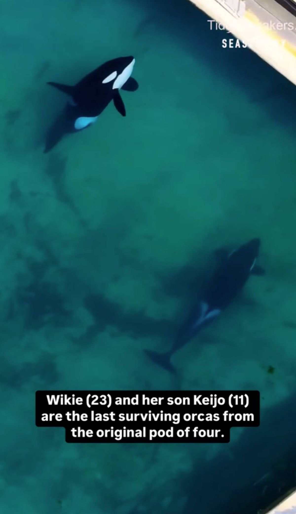 An aerial view of a black and white orca swimming gracefully in the clear blue waters. The orca's streamlined body and distinctive dorsal fin are clearly visible against the backdrop of the ocean.