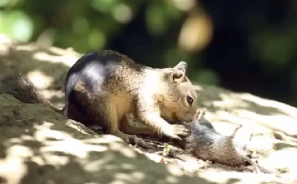 California ground squirrel eating a vole