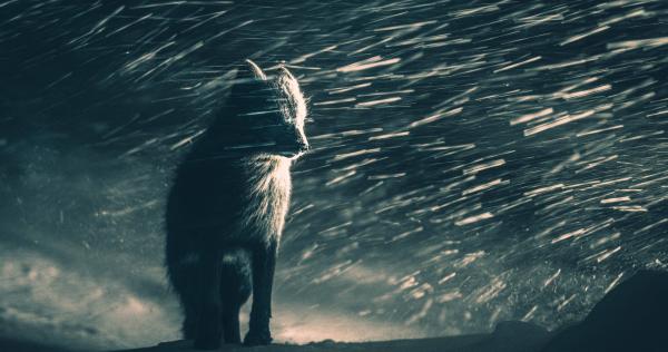 Natural World & Wildlife | World Photography Organisation