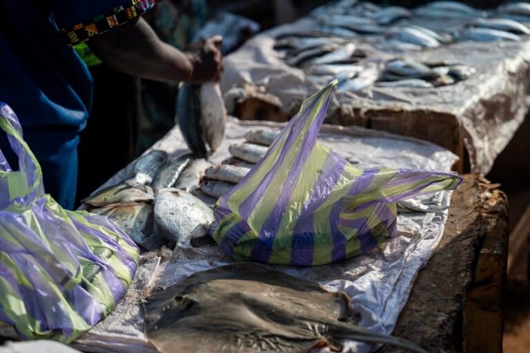 A fish market in Bubaque, Guinea-Bissau. Millions of people rely on fish as a primary source of protein. Some proposed geoengineering climate interventions, if not properly regulated and managed, could pose risks to marine ecosystems and impact global fisheries.