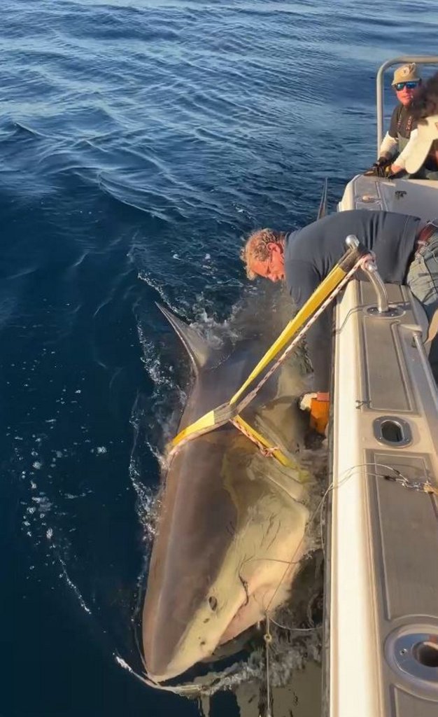 A large great white shark being held next to a boat by researchers.