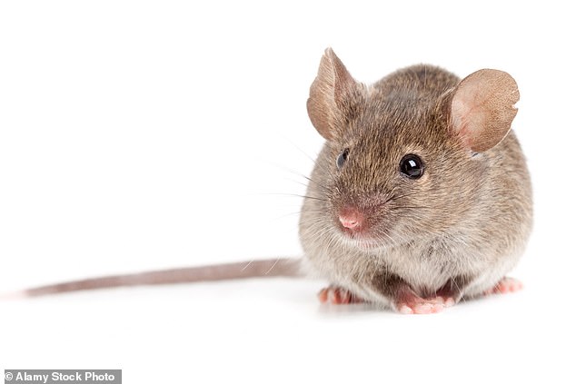 During testing, mice with dementia-like deposits that were injected with the cystatin C protein showed improvements in memory and learning