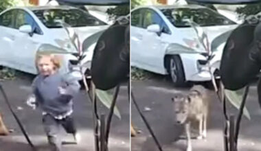 3-Year-Old California Boy Narrowly Escapes 'Giant Coyote' Prowling His Driveway, Security Footage Reveals