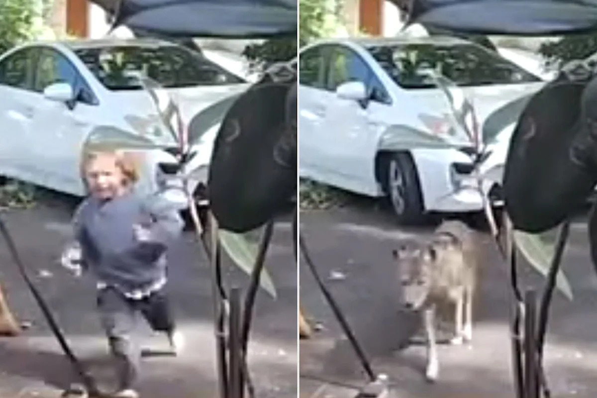 3-Year-Old California Boy Narrowly Escapes 'Giant Coyote' Prowling His Driveway, Security Footage Reveals