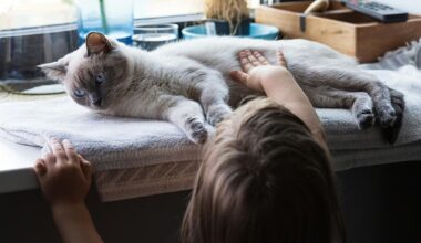 Pet cats share key cancer genes with humans, study finds 