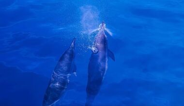 How chemicals from our laptops and TVs have ended up in the brains of dolphins and porpoises