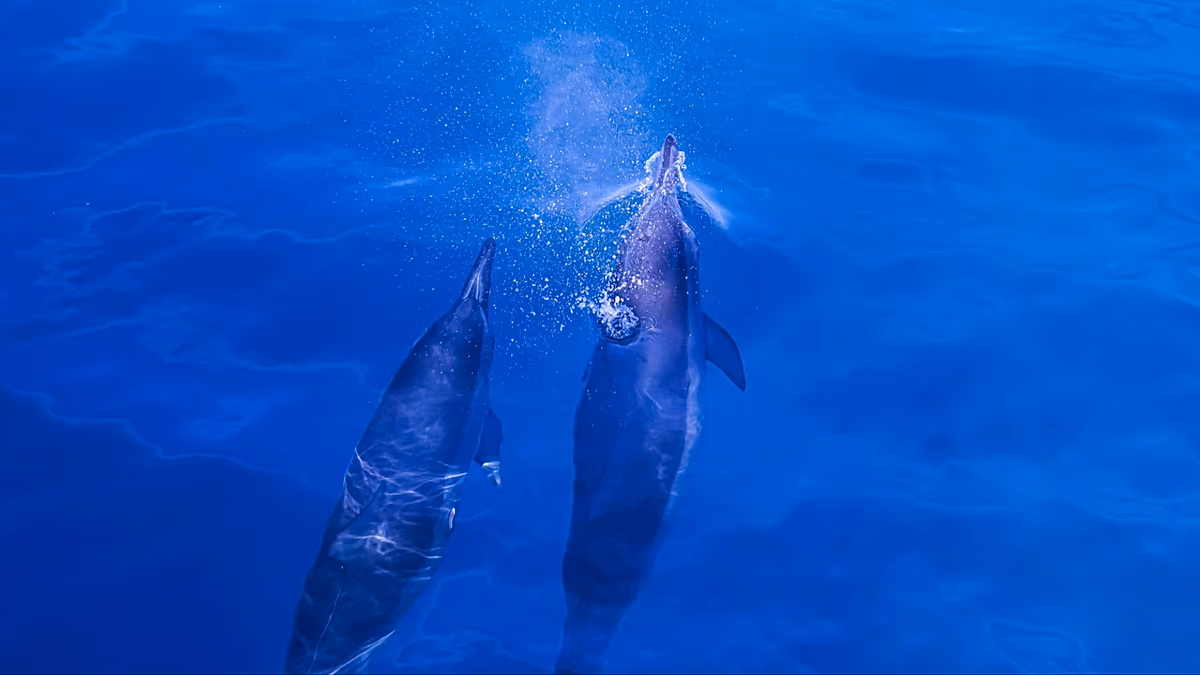 How chemicals from our laptops and TVs have ended up in the brains of dolphins and porpoises