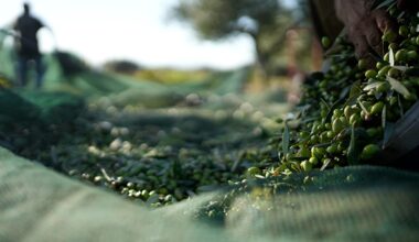 Producers sound the alarm: Why are olive oil prices falling in the EU?