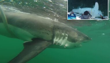 Great white shark Ernst spotted off coast of Mississippi